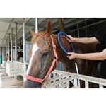 Pemf Vet Magneto-Therapie plus körperliche Rehabilitations-Magnettherapiegerät